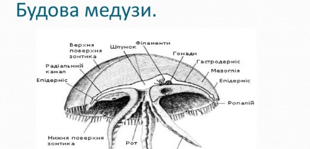 Сьогодні на уроці «Я досліджую світ» учні Astor School досліджували медуз -  Astor School